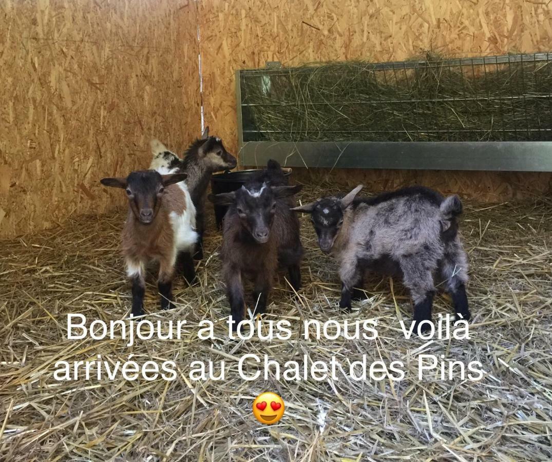 ホテルLe Chalet Des Pins Rougeou エクステリア 写真